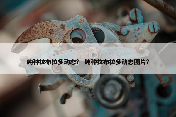 纯种拉布拉多动态？ 纯种拉布拉多动态图片？