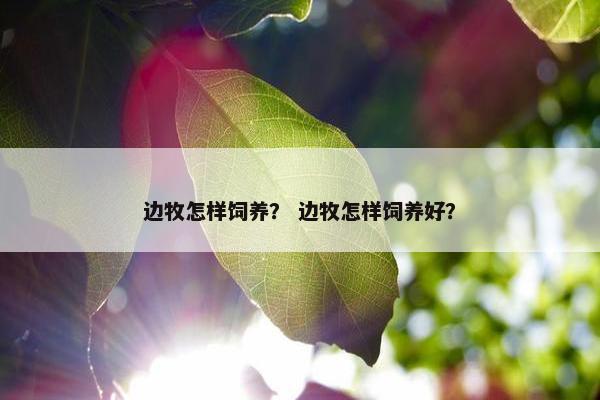 边牧怎样饲养？ 边牧怎样饲养好？