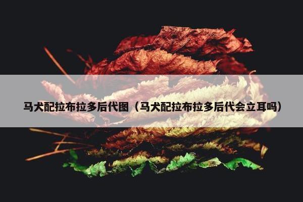 马犬配拉布拉多后代图（马犬配拉布拉多后代会立耳吗）