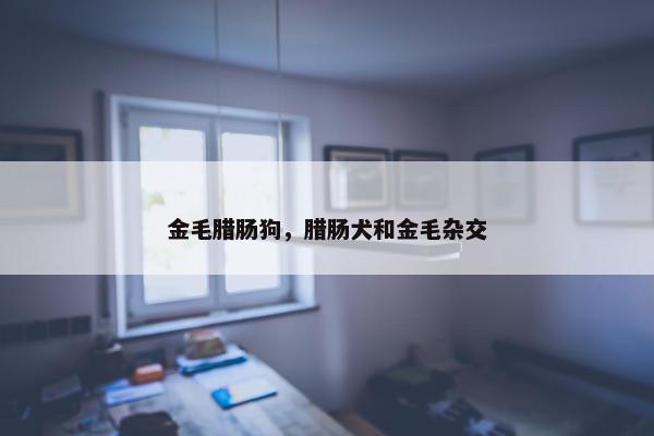 金毛腊肠狗，腊肠犬和金毛杂交