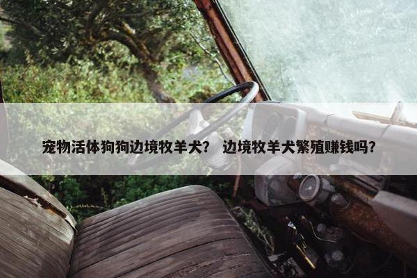 宠物活体狗狗边境牧羊犬？ 边境牧羊犬繁殖赚钱吗？