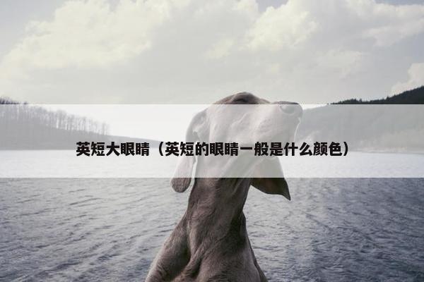 英短大眼睛（英短的眼睛一般是什么颜色）
