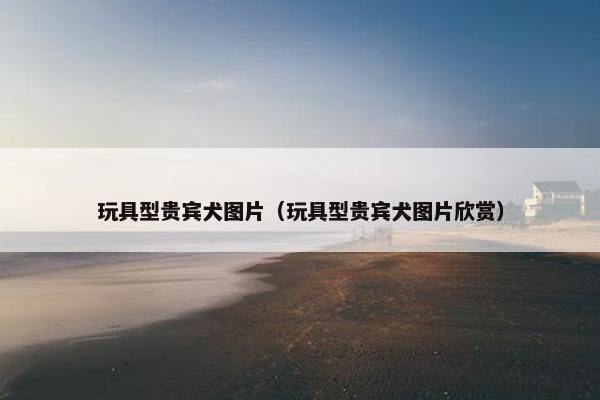 玩具型贵宾犬图片（玩具型贵宾犬图片欣赏）