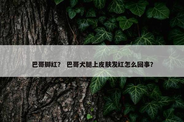 巴哥脚红？ 巴哥犬腿上皮肤发红怎么回事？