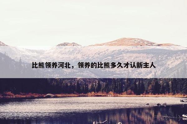 比熊领养河北，领养的比熊多久才认新主人