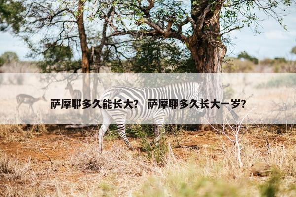 萨摩耶多久能长大？ 萨摩耶多久长大一岁？