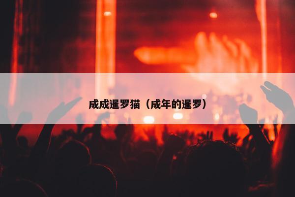 成成暹罗猫（成年的暹罗）