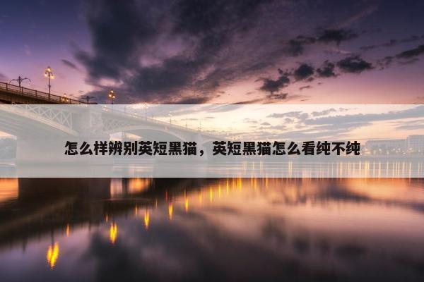怎么样辨别英短黑猫，英短黑猫怎么看纯不纯