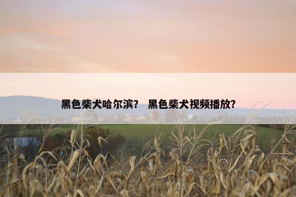 黑色柴犬哈尔滨？ 黑色柴犬视频播放？