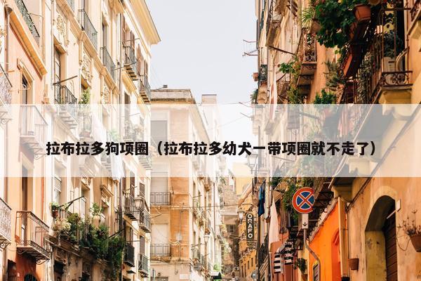 拉布拉多狗项圈（拉布拉多幼犬一带项圈就不走了）