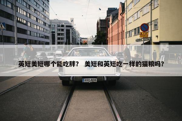 英短美短哪个能吃胖？ 美短和英短吃一样的猫粮吗？