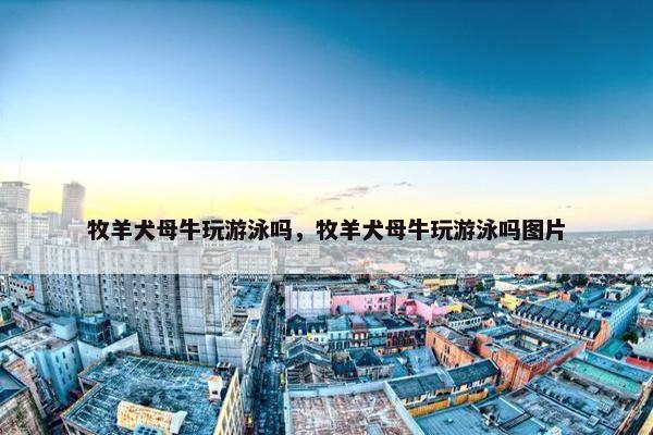 牧羊犬母牛玩游泳吗，牧羊犬母牛玩游泳吗图片