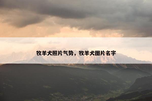 牧羊犬照片气势，牧羊犬图片名字