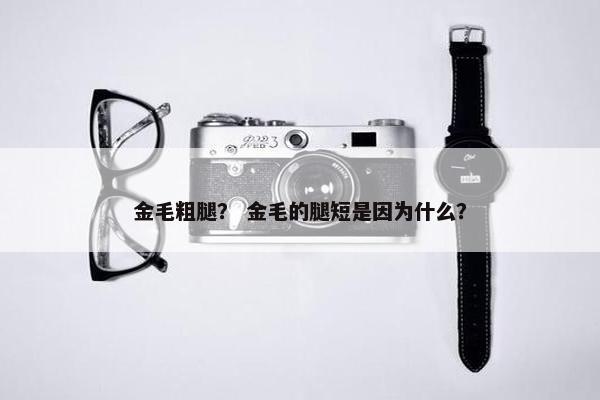 金毛粗腿？ 金毛的腿短是因为什么？