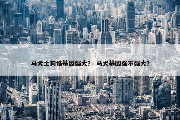 马犬土狗谁基因强大？ 马犬基因强不强大？