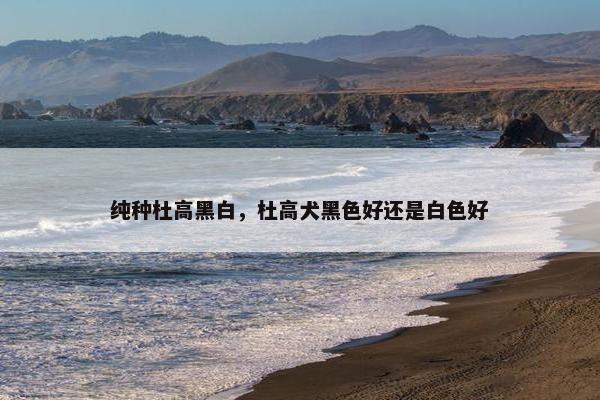 纯种杜高黑白，杜高犬黑色好还是白色好