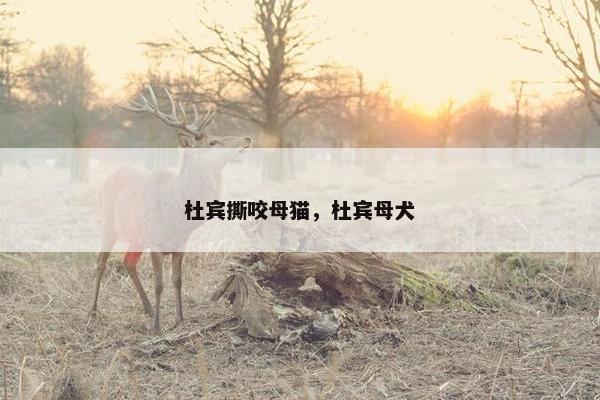 杜宾撕咬母猫，杜宾母犬