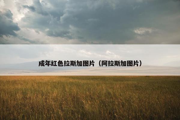 成年红色拉斯加图片（阿拉斯加图片）