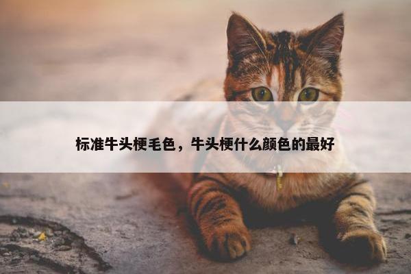 标准牛头梗毛色，牛头梗什么颜色的最好