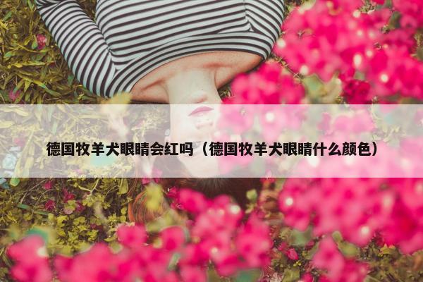 德国牧羊犬眼睛会红吗（德国牧羊犬眼睛什么颜色）