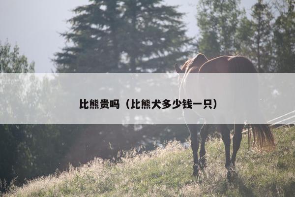 比熊贵吗（比熊犬多少钱一只）