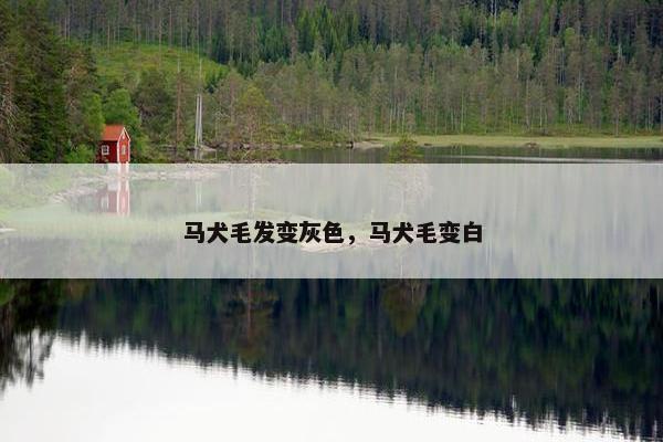 马犬毛发变灰色，马犬毛变白