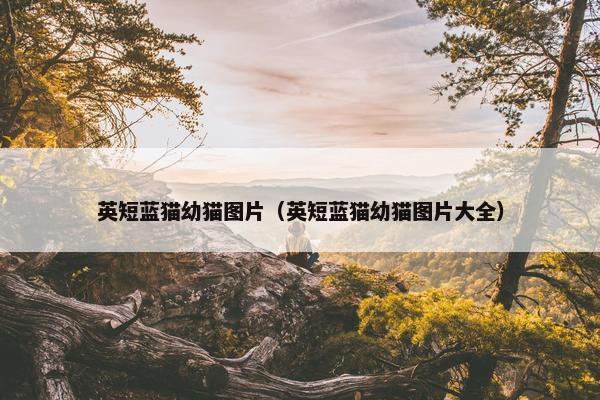 英短蓝猫幼猫图片（英短蓝猫幼猫图片大全）