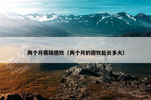 两个月赛级德牧（两个月的德牧能长多大）