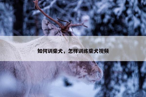 如何训柴犬，怎样训练柴犬视频