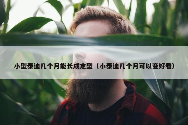 小型泰迪几个月能长成定型（小泰迪几个月可以变好看）