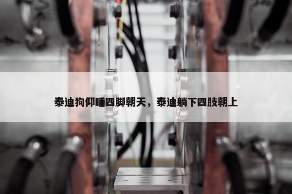 泰迪狗仰睡四脚朝天，泰迪躺下四肢朝上