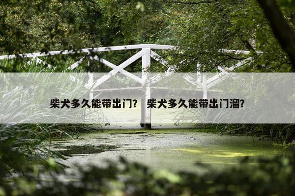 柴犬多久能带出门？ 柴犬多久能带出门溜？