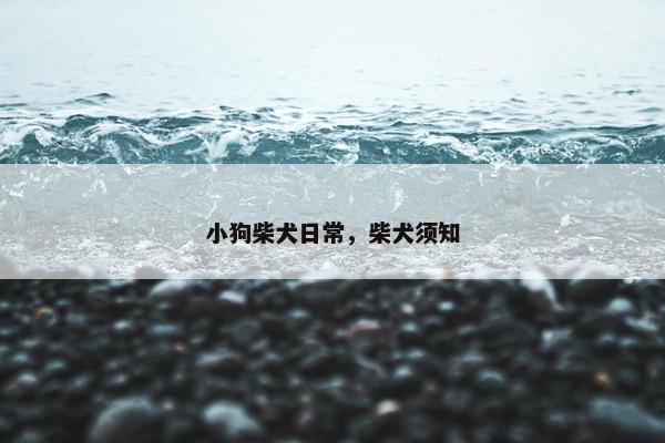 小狗柴犬日常，柴犬须知