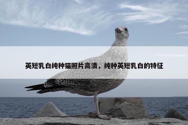 英短乳白纯种猫照片高清，纯种英短乳白的特征