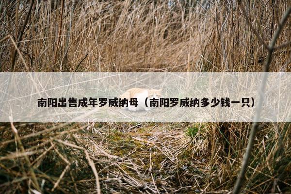 南阳出售成年罗威纳母（南阳罗威纳多少钱一只）