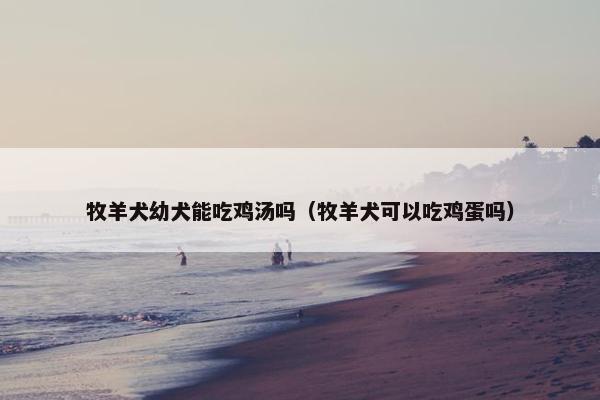 牧羊犬幼犬能吃鸡汤吗（牧羊犬可以吃鸡蛋吗）