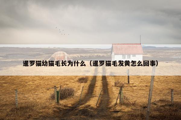 暹罗猫幼猫毛长为什么（暹罗猫毛发黄怎么回事）