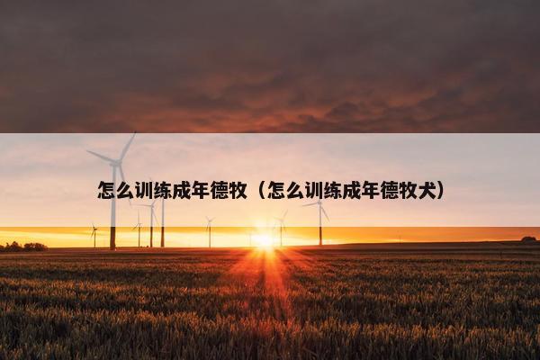 怎么训练成年德牧（怎么训练成年德牧犬）