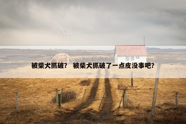 被柴犬抓破？ 被柴犬抓破了一点皮没事吧？