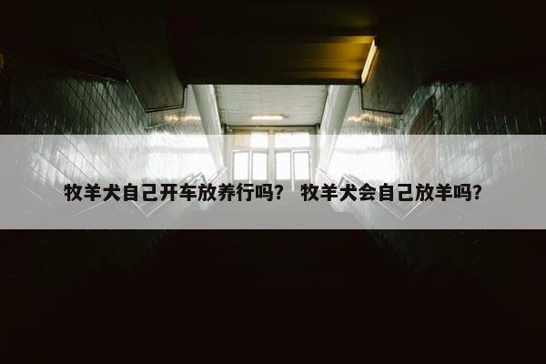 牧羊犬自己开车放养行吗？ 牧羊犬会自己放羊吗？