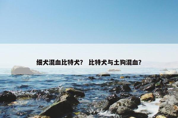 细犬混血比特犬？ 比特犬与土狗混血？