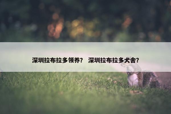 深圳拉布拉多领养？ 深圳拉布拉多犬舍？