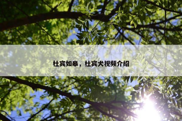 杜宾如皋，杜宾犬视频介绍