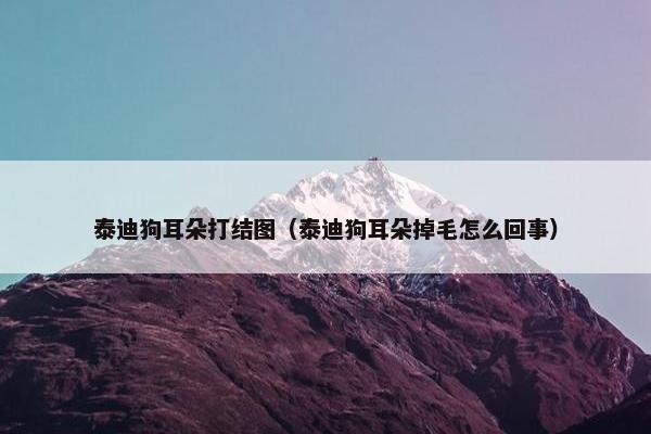 泰迪狗耳朵打结图（泰迪狗耳朵掉毛怎么回事）