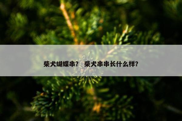 柴犬蝴蝶串？ 柴犬串串长什么样？