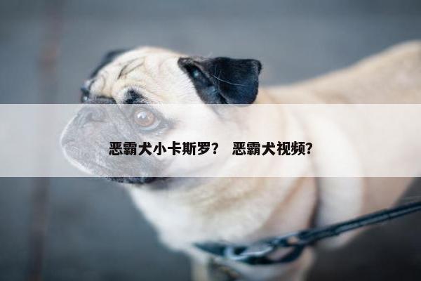 恶霸犬小卡斯罗？ 恶霸犬视频？