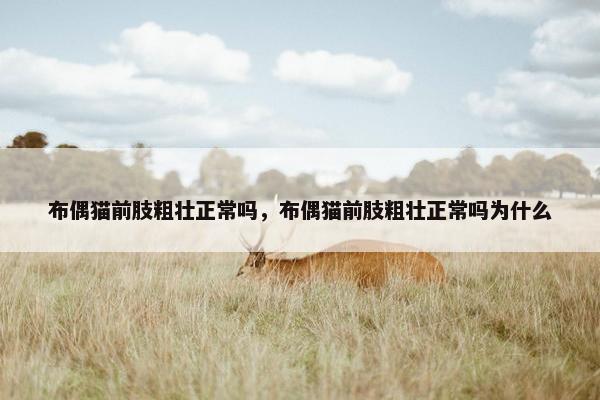 布偶猫前肢粗壮正常吗，布偶猫前肢粗壮正常吗为什么