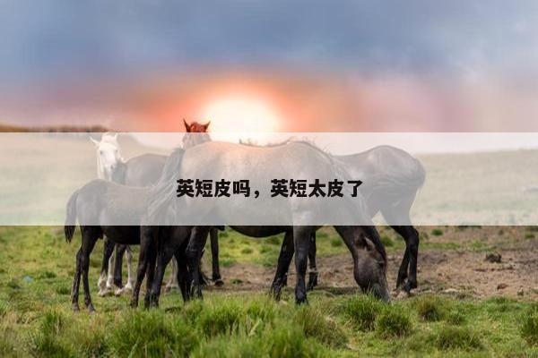 英短皮吗，英短太皮了