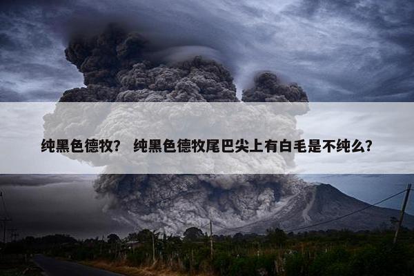 德牧 第19页