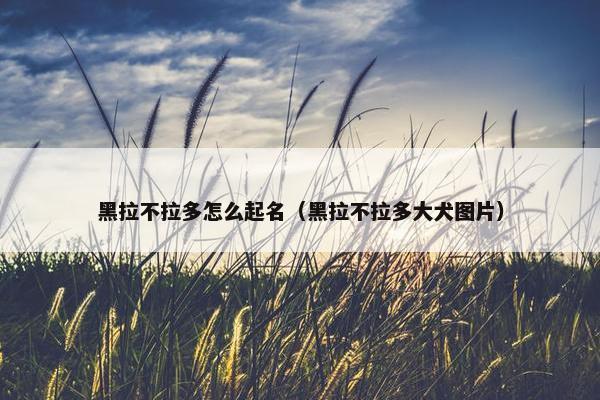 黑拉不拉多怎么起名（黑拉不拉多大犬图片）